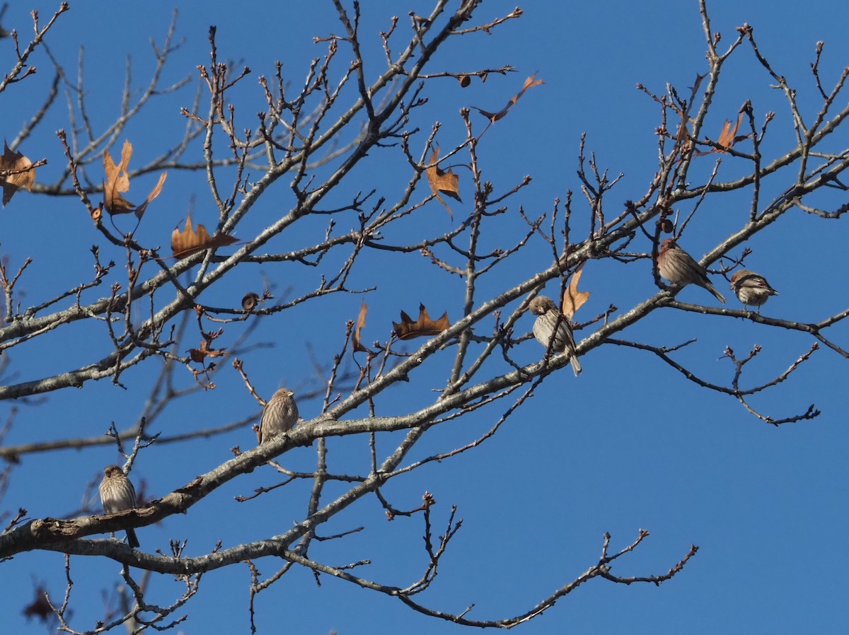 House Finch - ML612190846