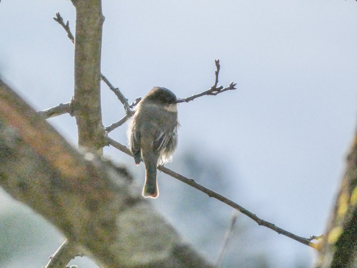 Eastern Phoebe - ML612190949