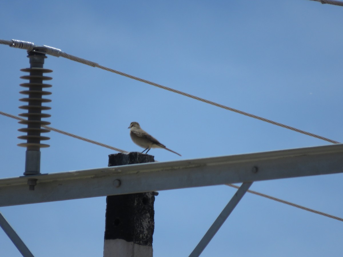 Gray-bellied Shrike-Tyrant - ML612191029