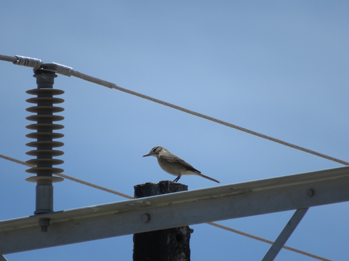 Gray-bellied Shrike-Tyrant - ML612191030