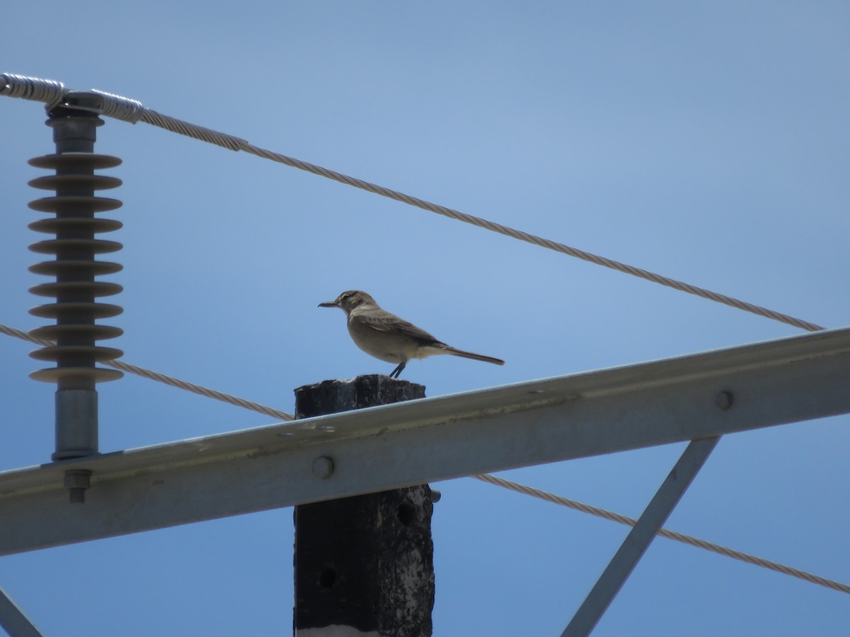 Gray-bellied Shrike-Tyrant - ML612191031