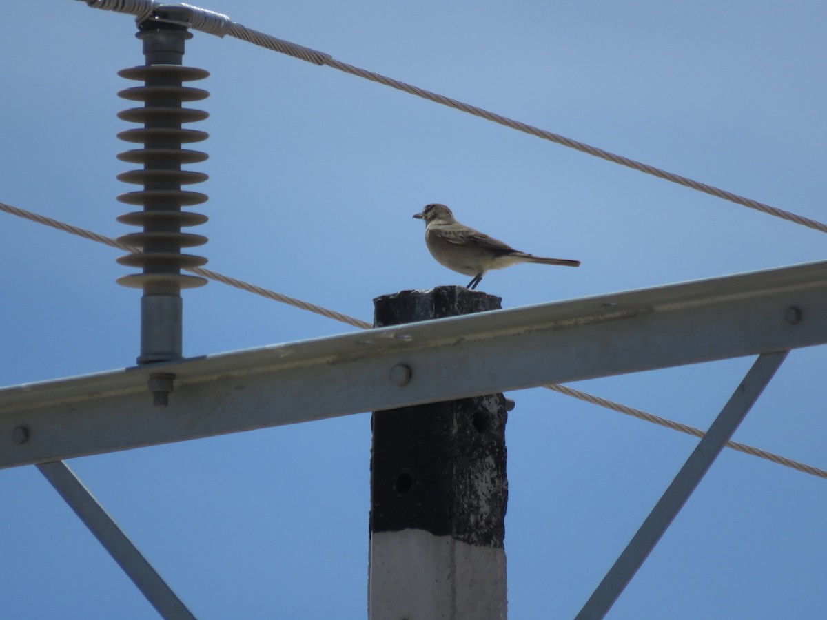 Gray-bellied Shrike-Tyrant - ML612191032