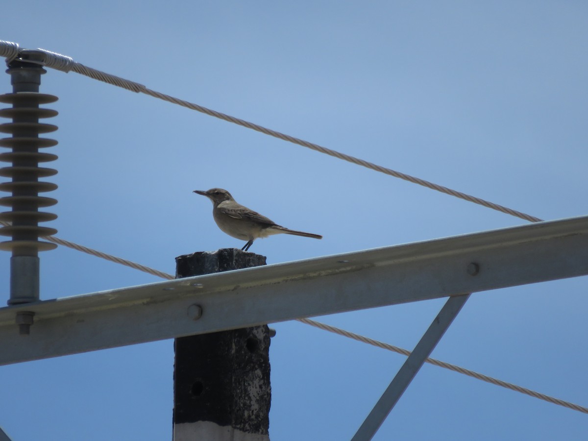 Gray-bellied Shrike-Tyrant - ML612191035