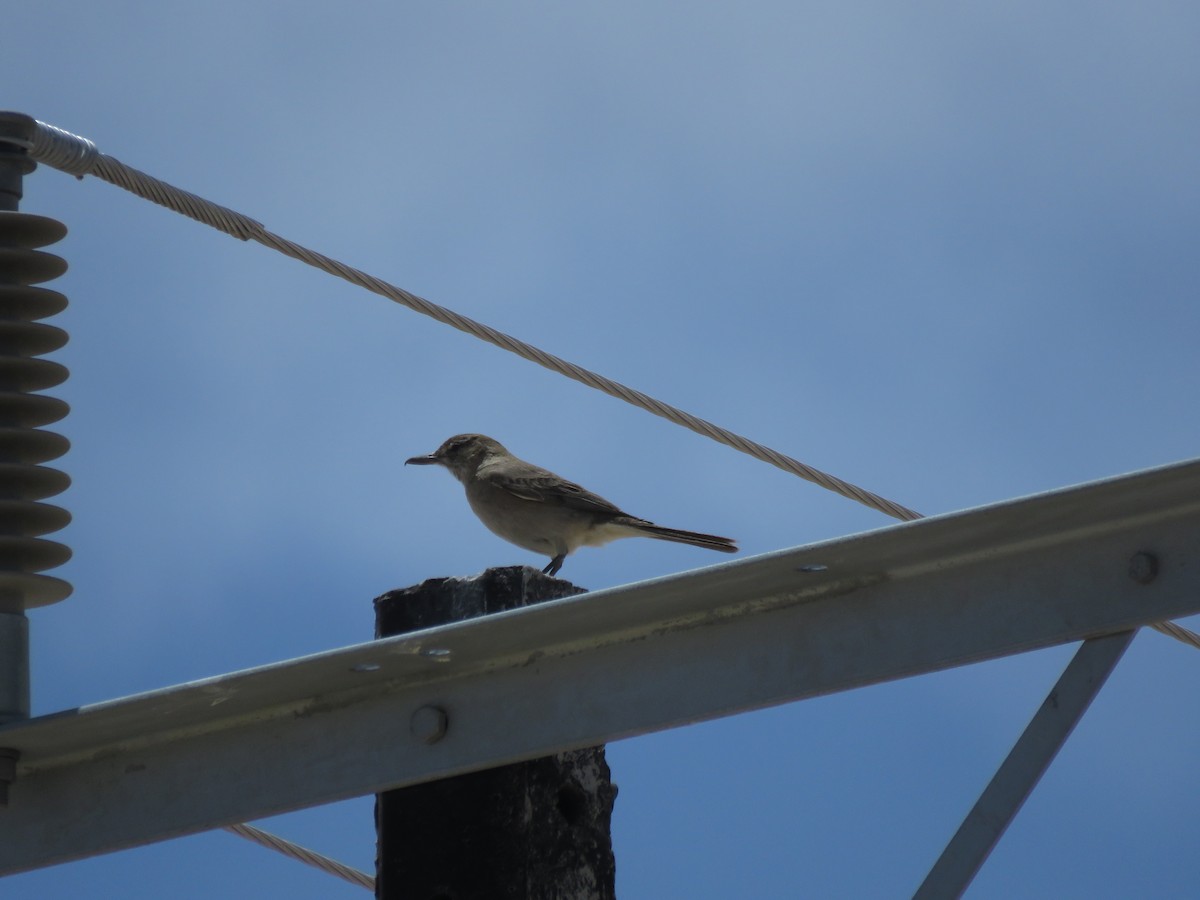 Gray-bellied Shrike-Tyrant - ML612191036