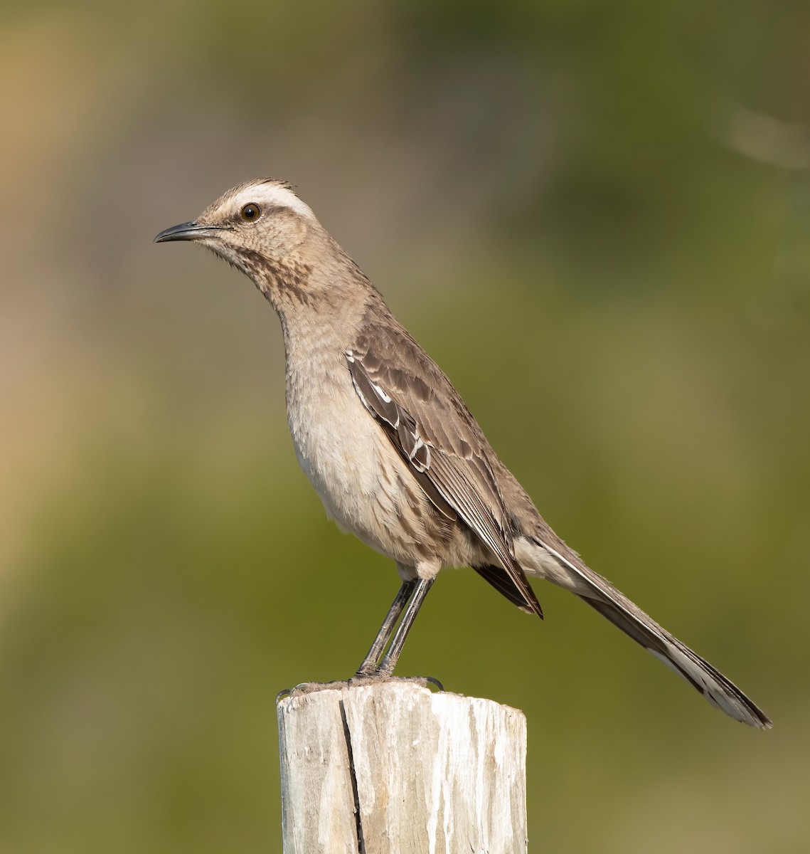 Chilean Mockingbird - ML612191086