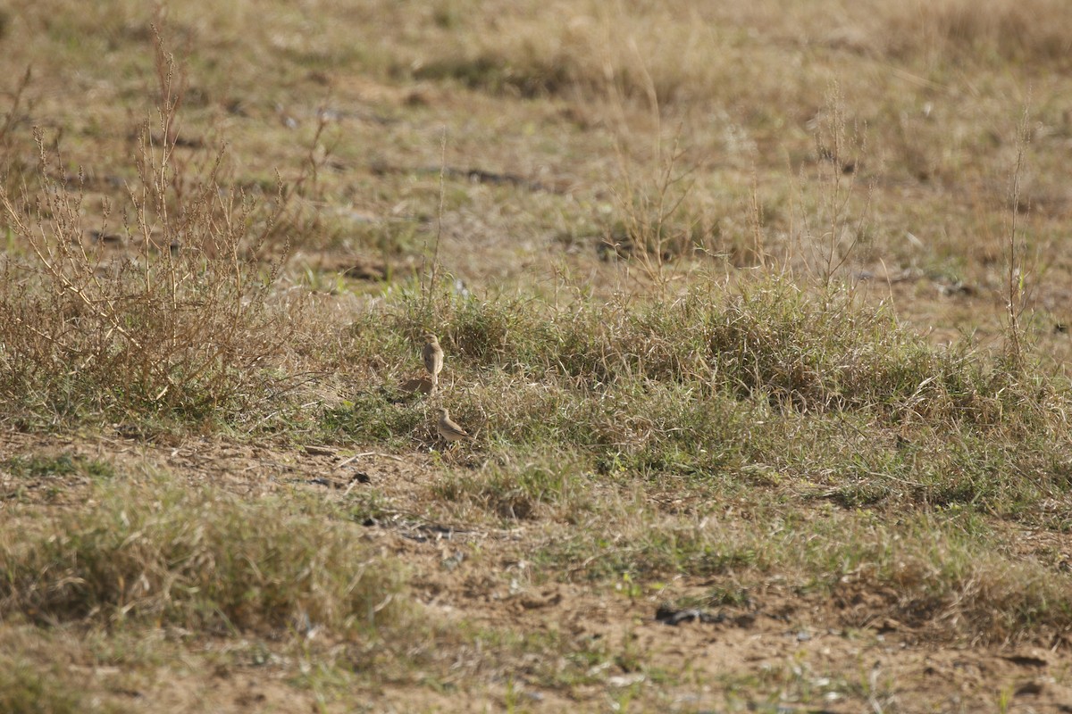 Tawny Pipit - ML612191151