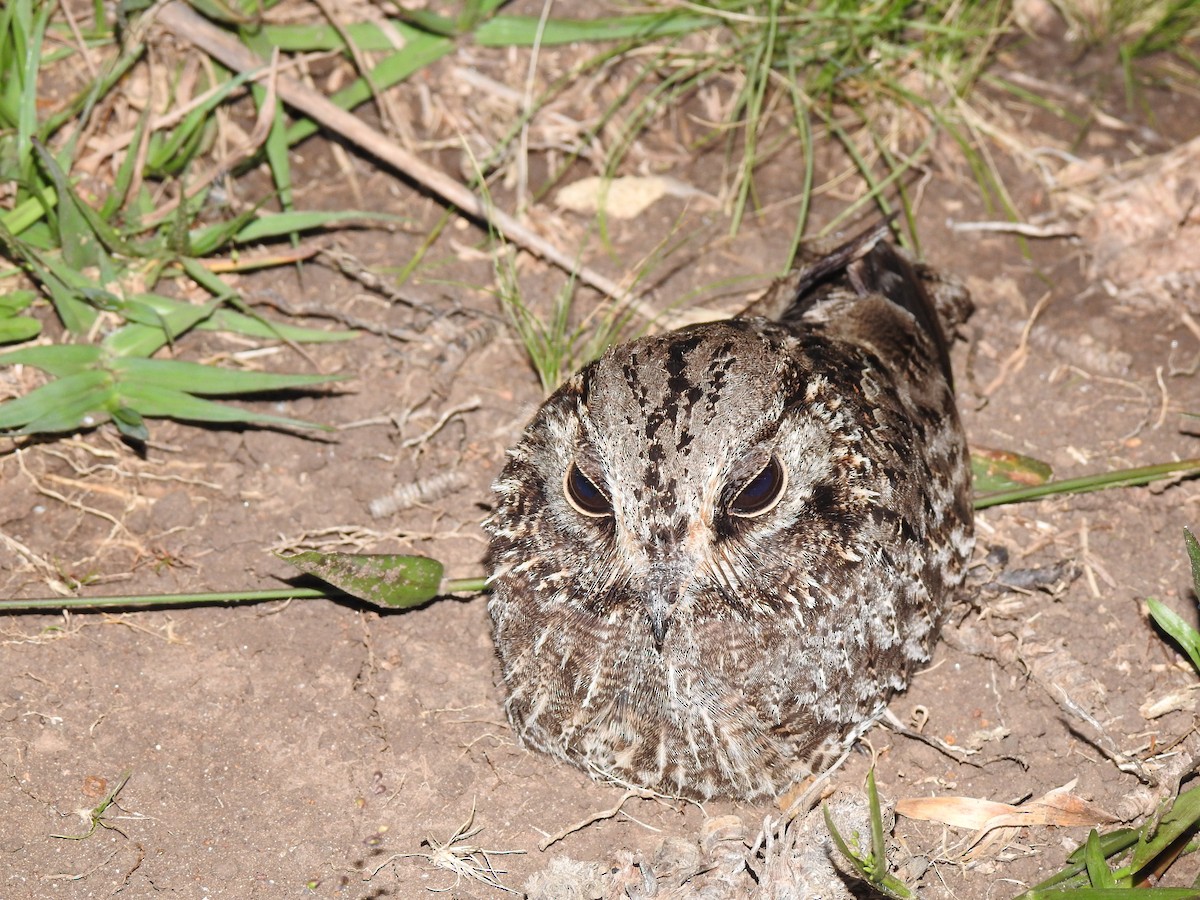 Sickle-winged Nightjar - Denyelle Hennayra Corá