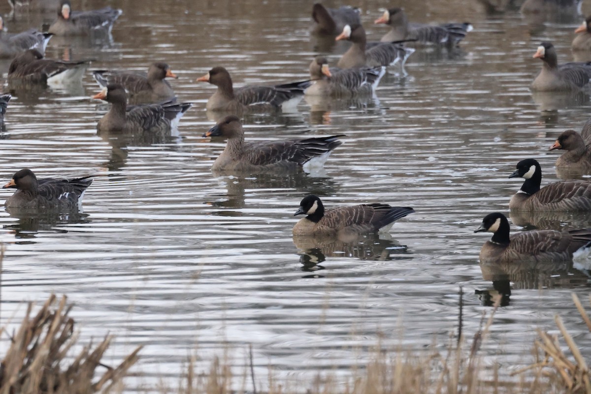 Tundra Bean-Goose - ML612191311