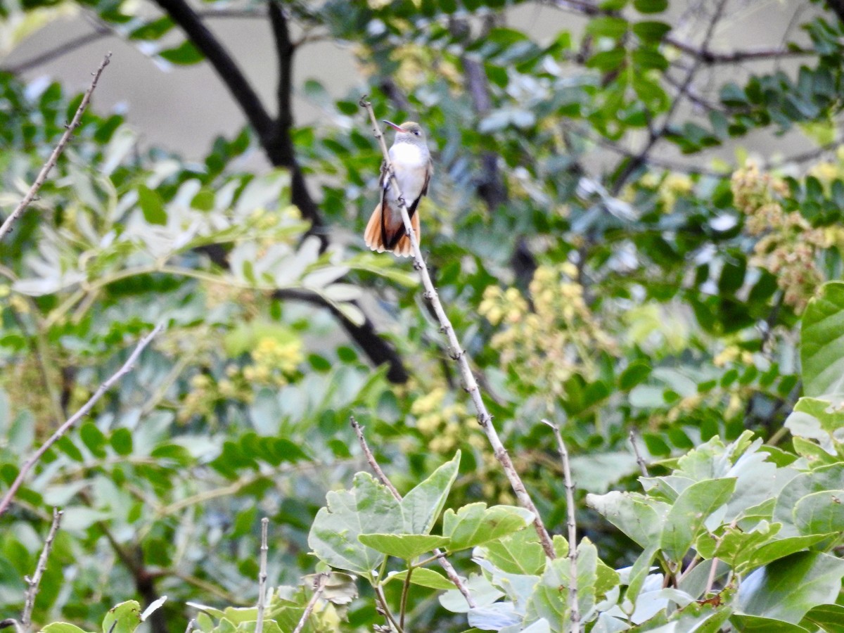 Amazilia Hummingbird - ML612191334