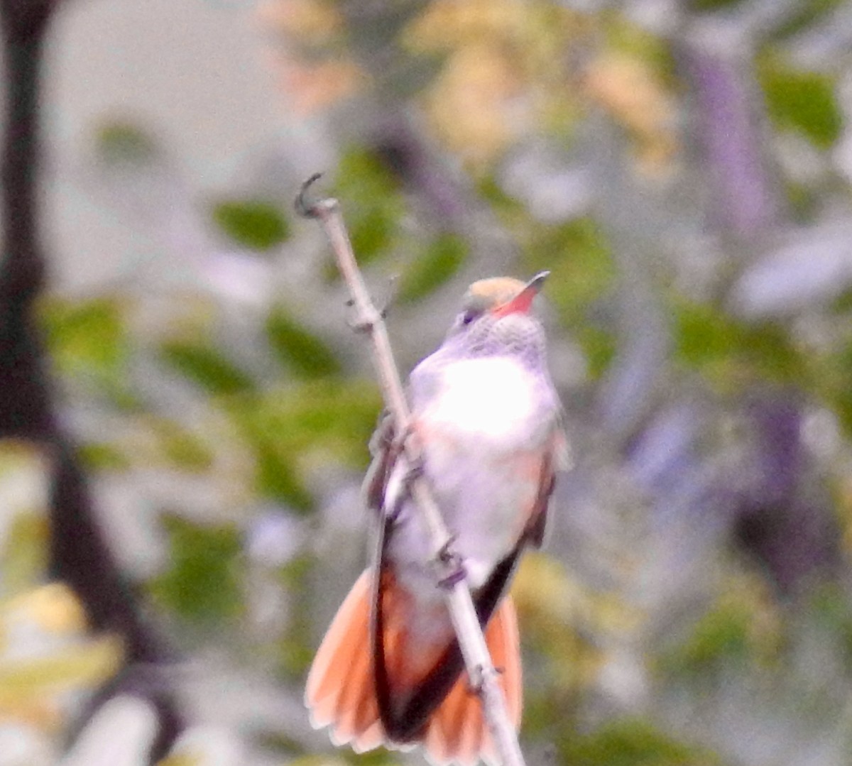 Amazilia Hummingbird - ML612191375