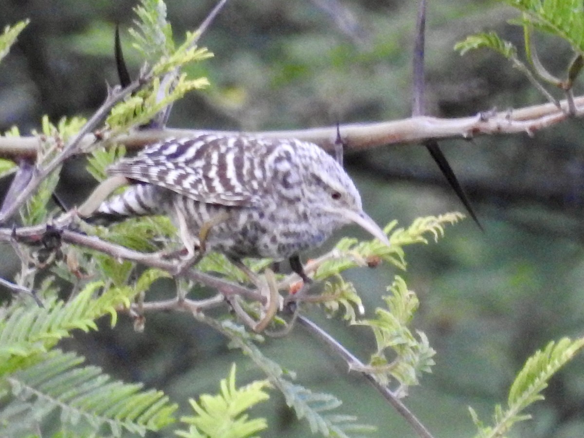 Fasciated Wren - ML612191385