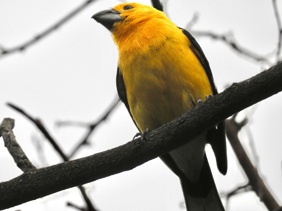 Golden Grosbeak - ML612191389