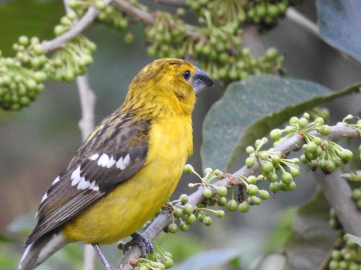 Golden Grosbeak - ML612191391