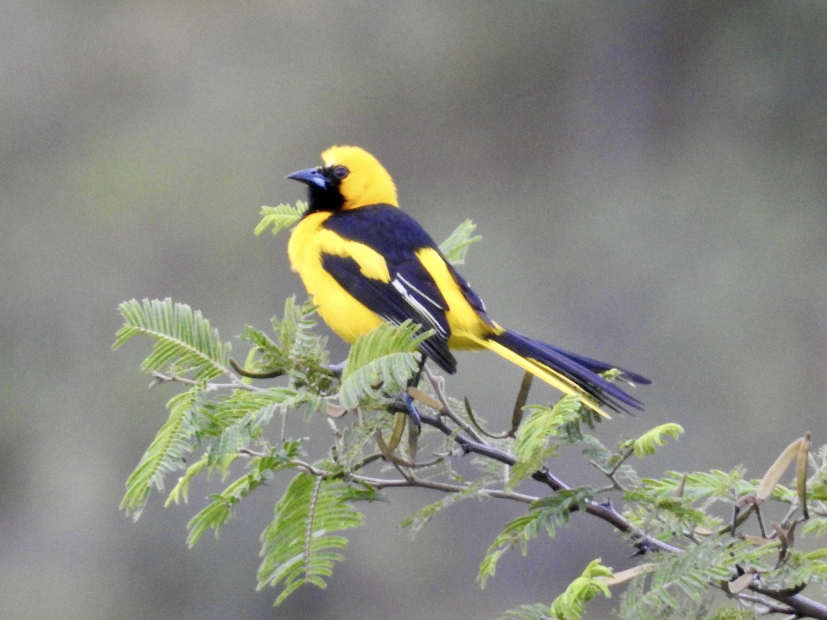 Yellow-tailed Oriole - ML612191394