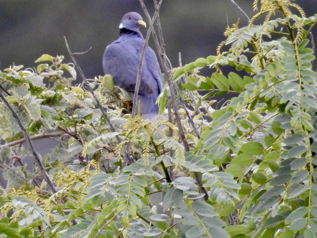 Band-tailed Pigeon - ML612191411