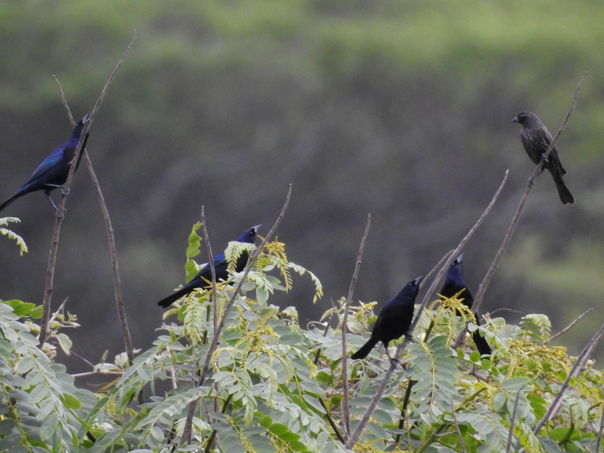 Shiny Cowbird - ML612191418