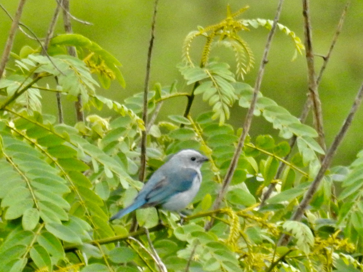 Blue-gray Tanager - ML612191431