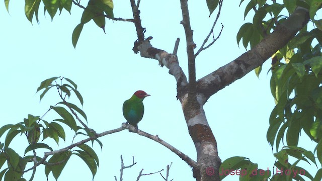 Rufous-winged Tanager - ML612191434