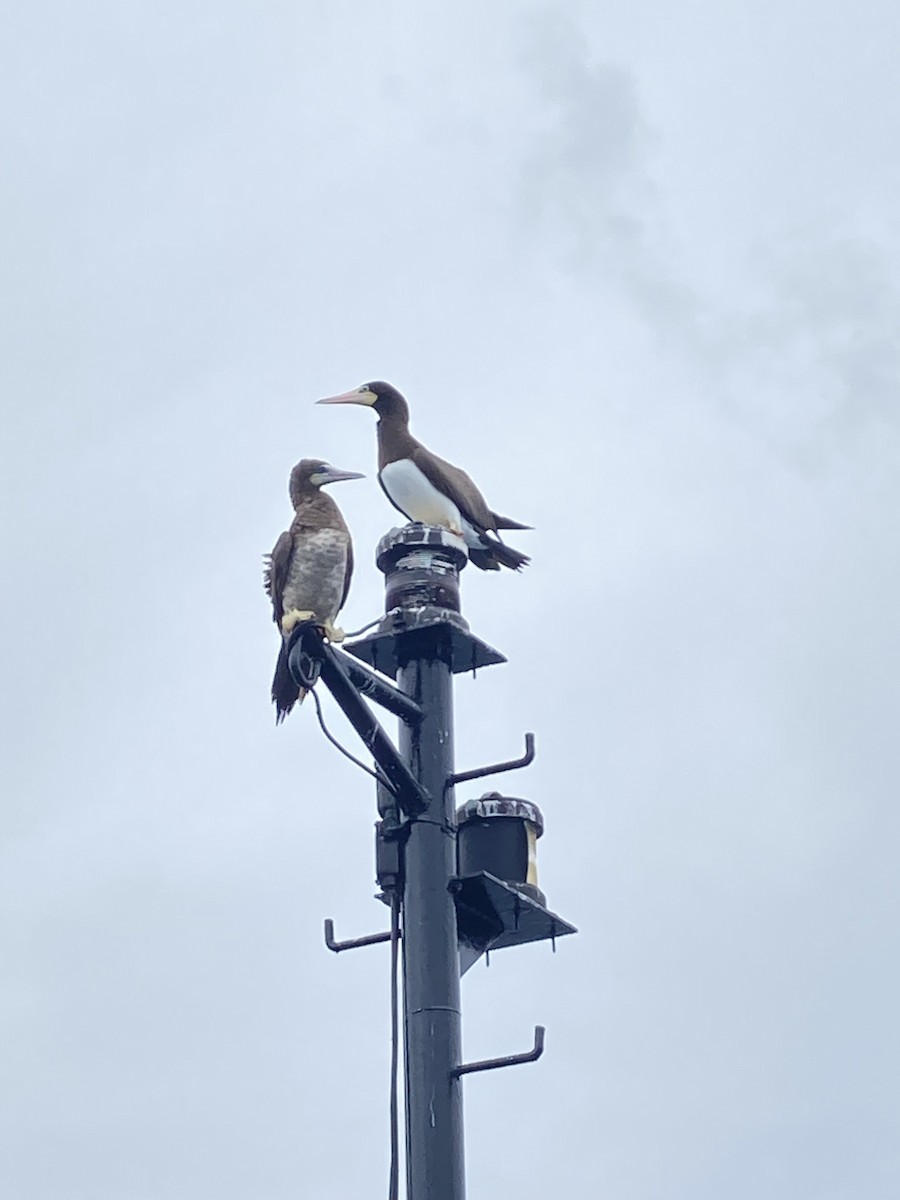 Brown Booby - Will Hutchins