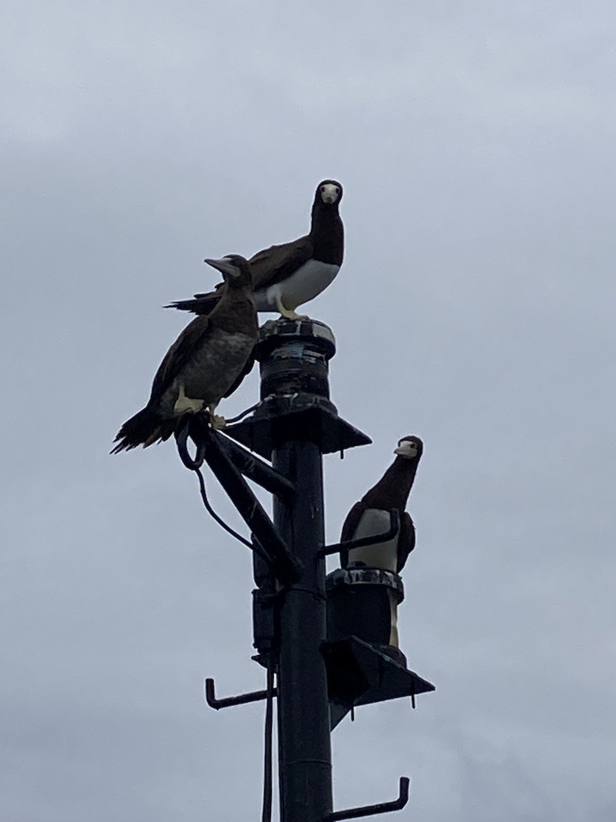 Brown Booby - ML612191447