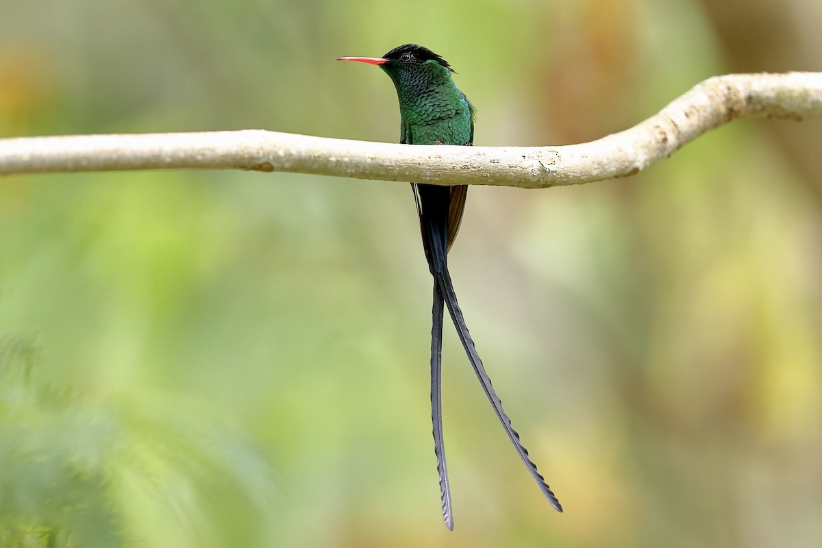 Red-billed Streamertail - Sam Zhang