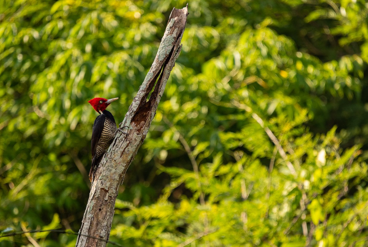 Pale-billed Woodpecker - Jorge González
