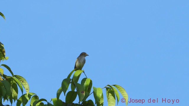 Mistletoe Tyrannulet - ML612191786