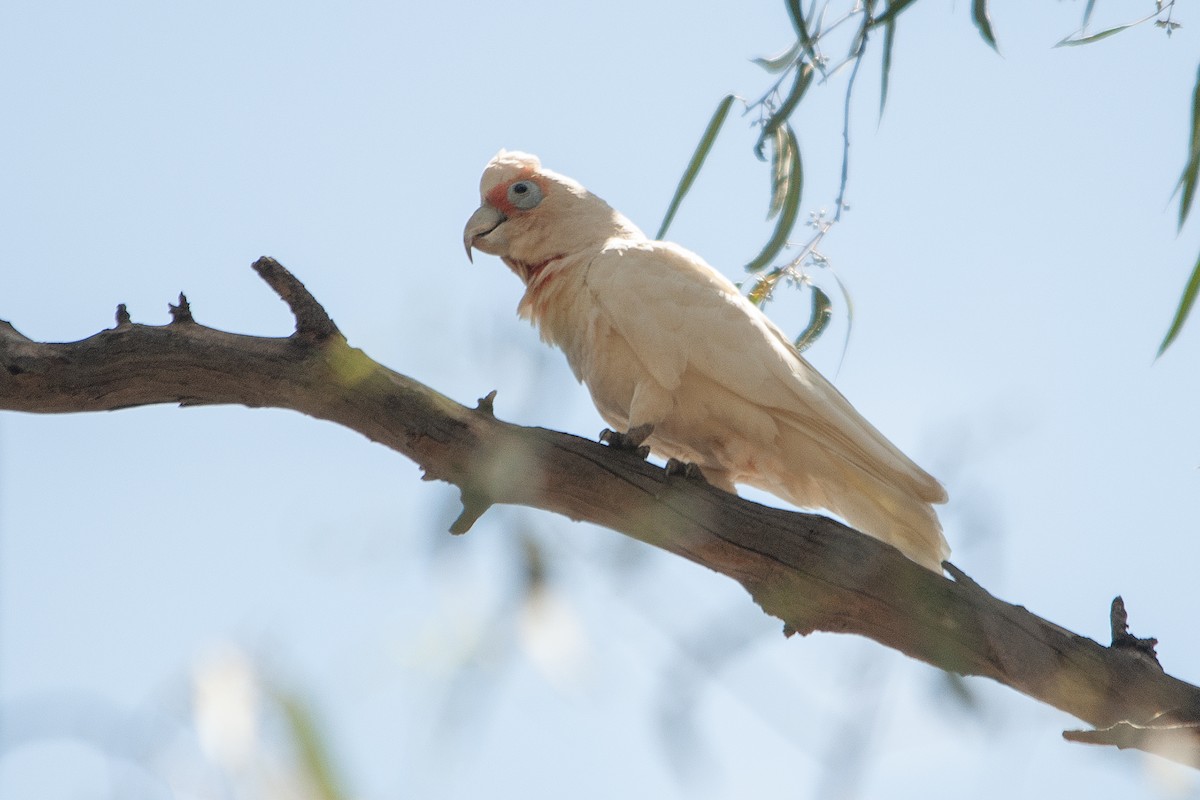 Long-billed Corella - Miguel Rouco