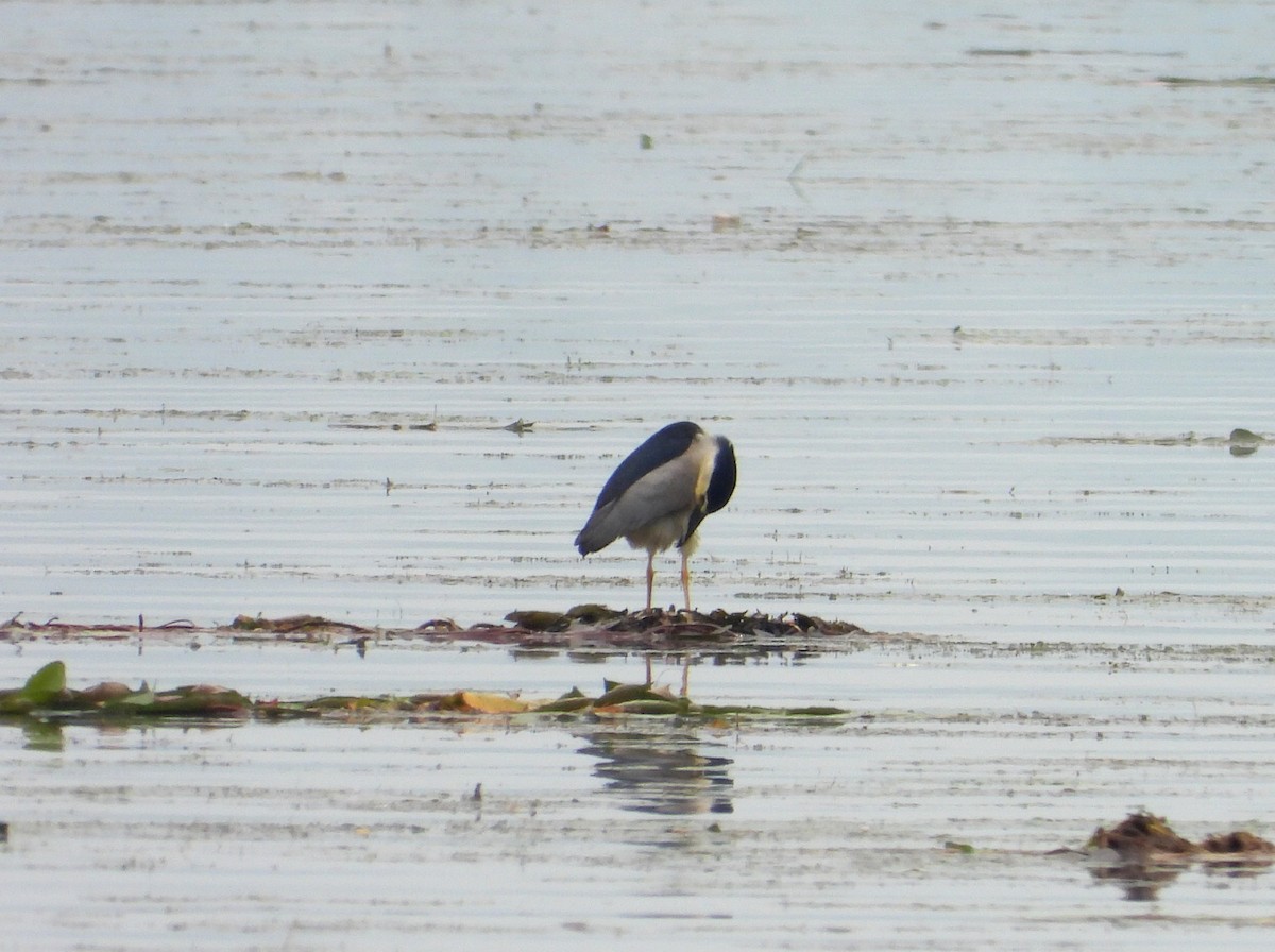 Black-crowned Night Heron - ML612191858