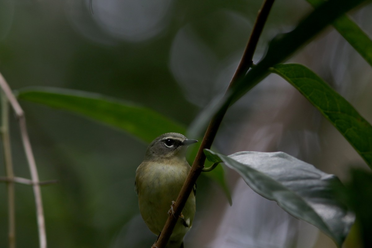 Black-throated Blue Warbler - ML612191875