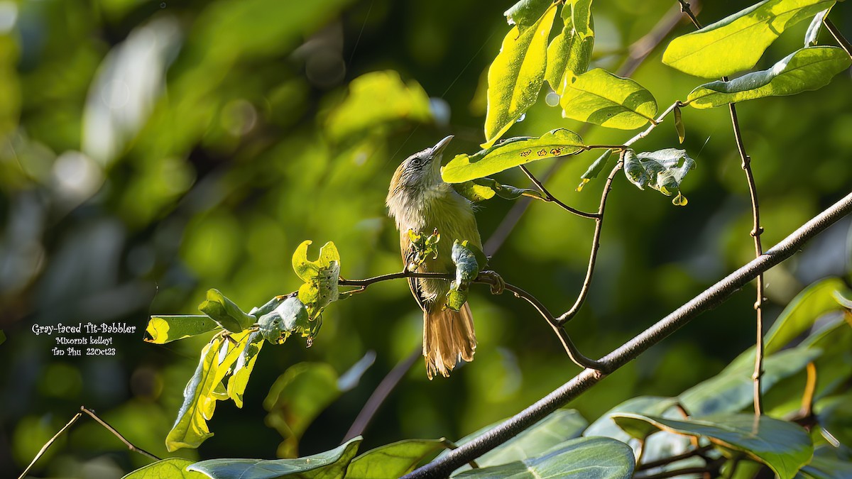 Gray-faced Tit-Babbler - ML612191877