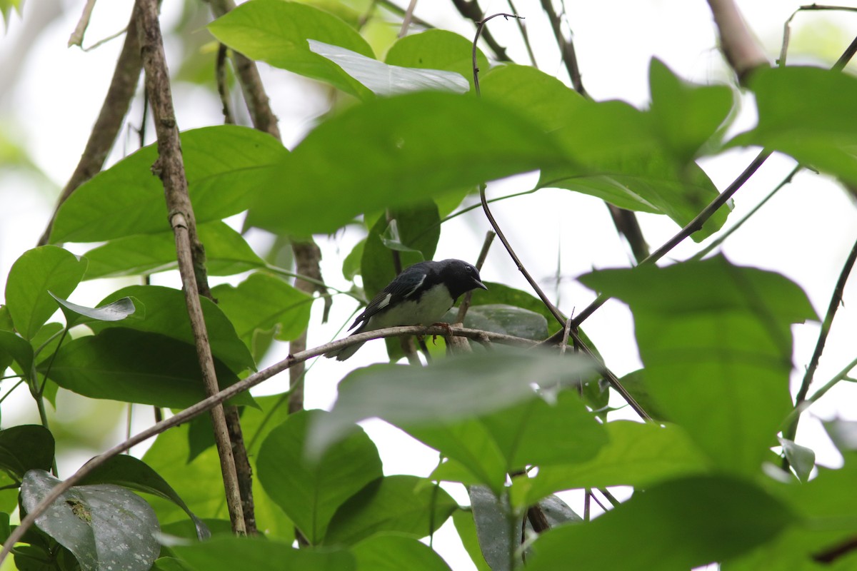 Black-throated Blue Warbler - ML612191884