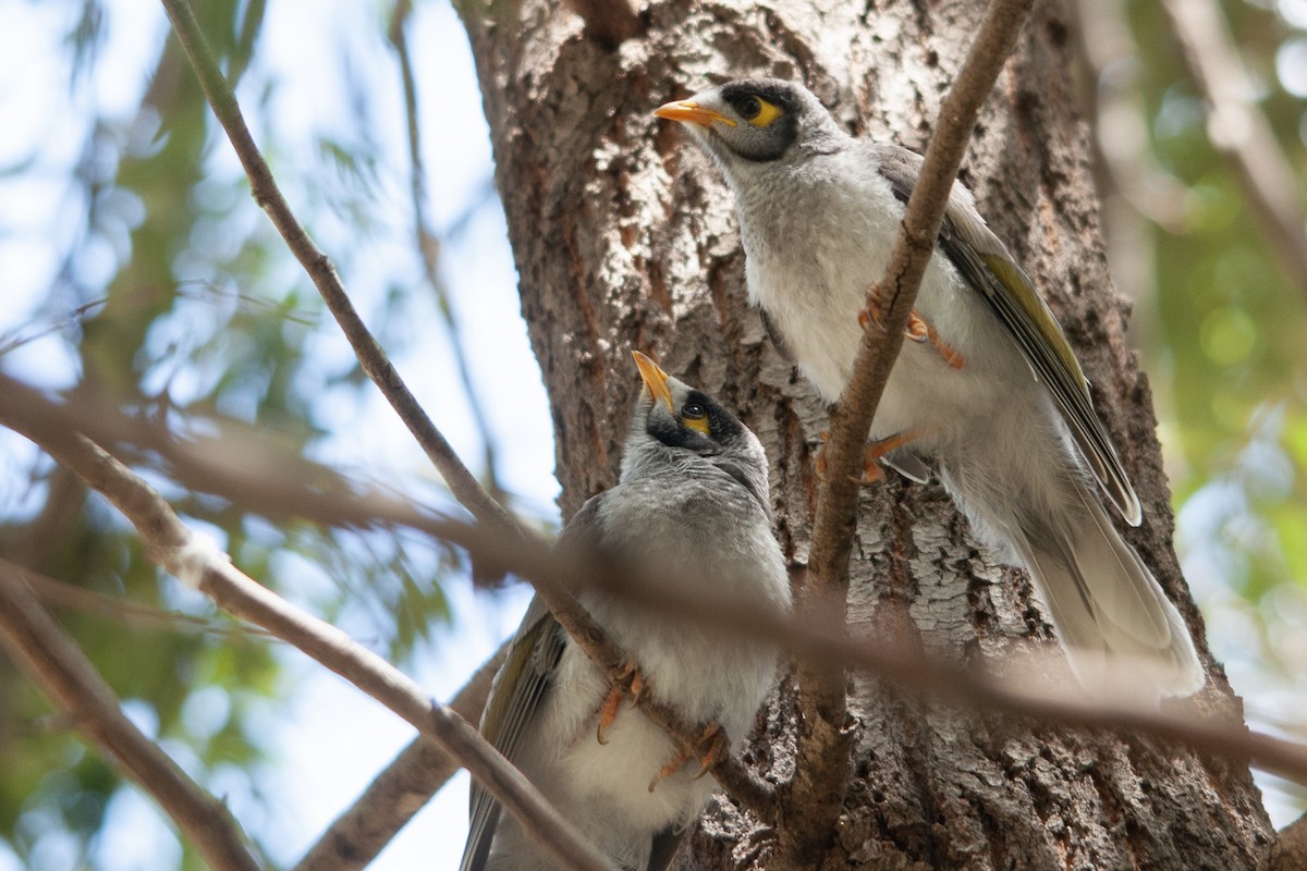 Noisy Miner - Miguel Rouco