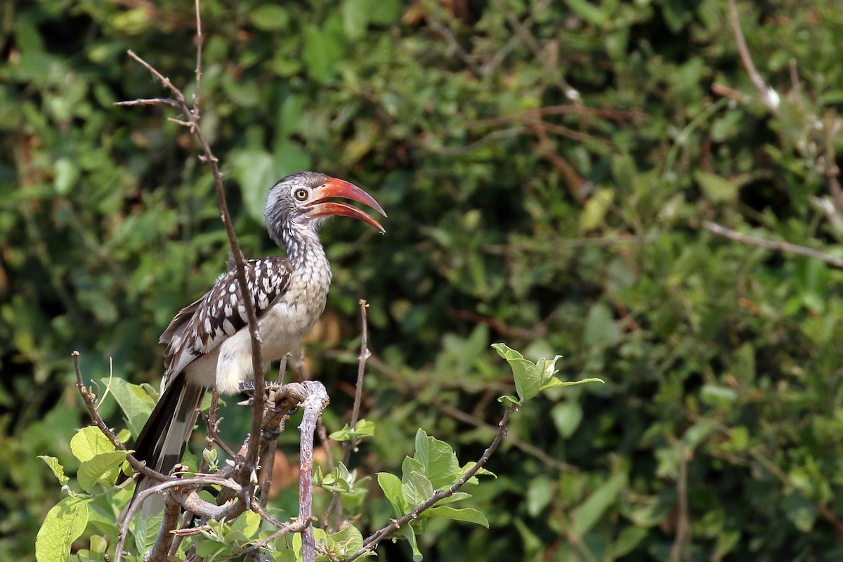 Southern Red-billed Hornbill - ML612191945