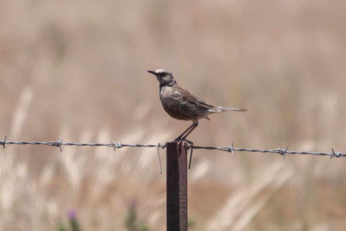 Brown Songlark - ML612191953