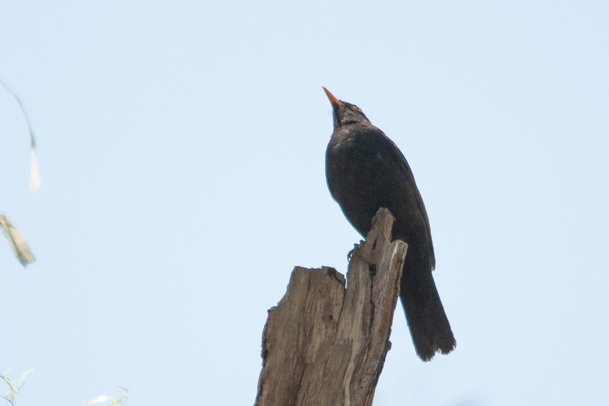 Eurasian Blackbird - Miguel Rouco