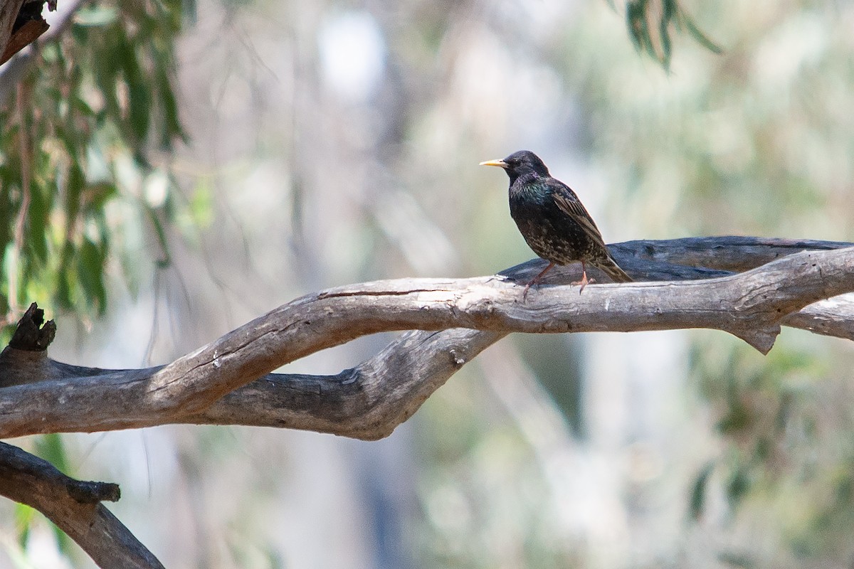 European Starling - ML612191963