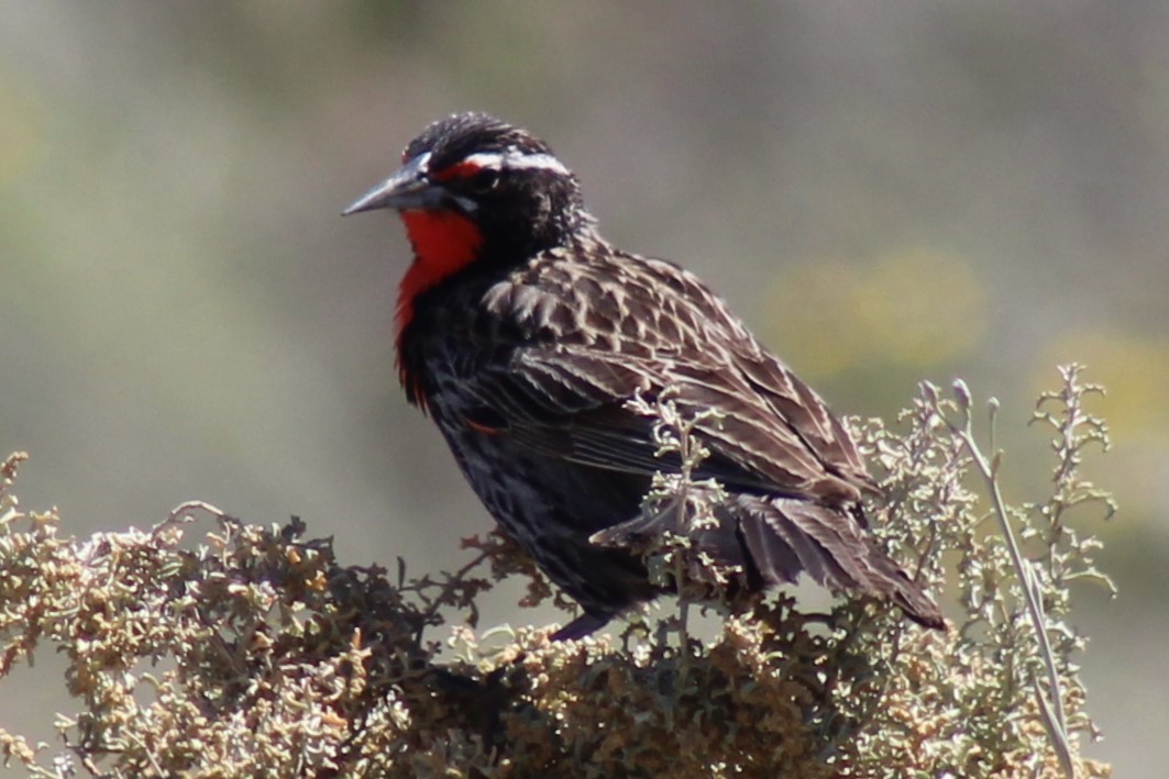 Long-tailed Meadowlark - ML612191968