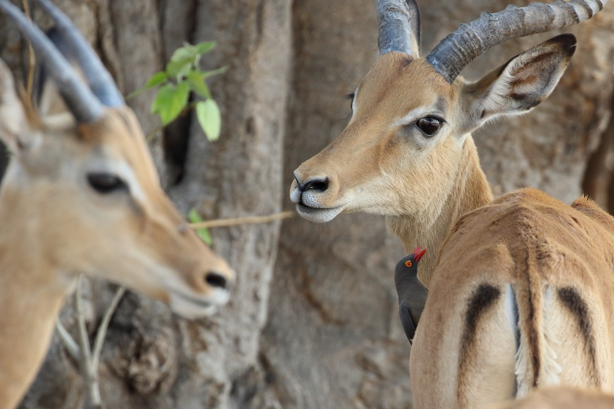 Red-billed Oxpecker - Zbigniew Swiacki