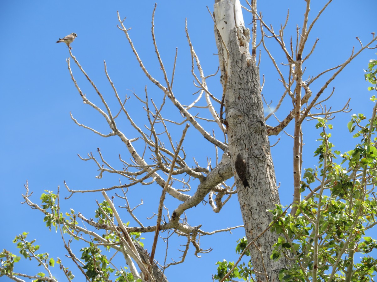 Northern Flicker - ML612192097