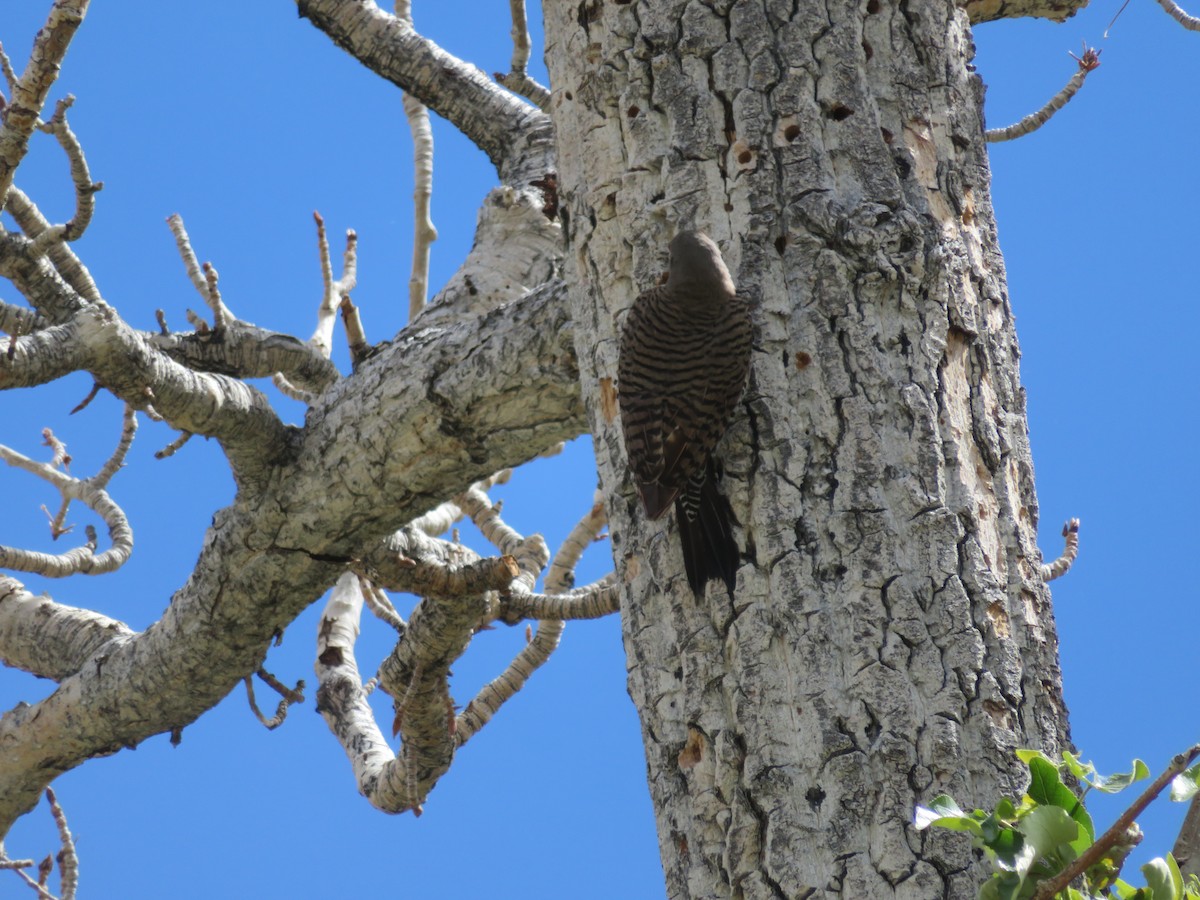 Northern Flicker - ML612192100