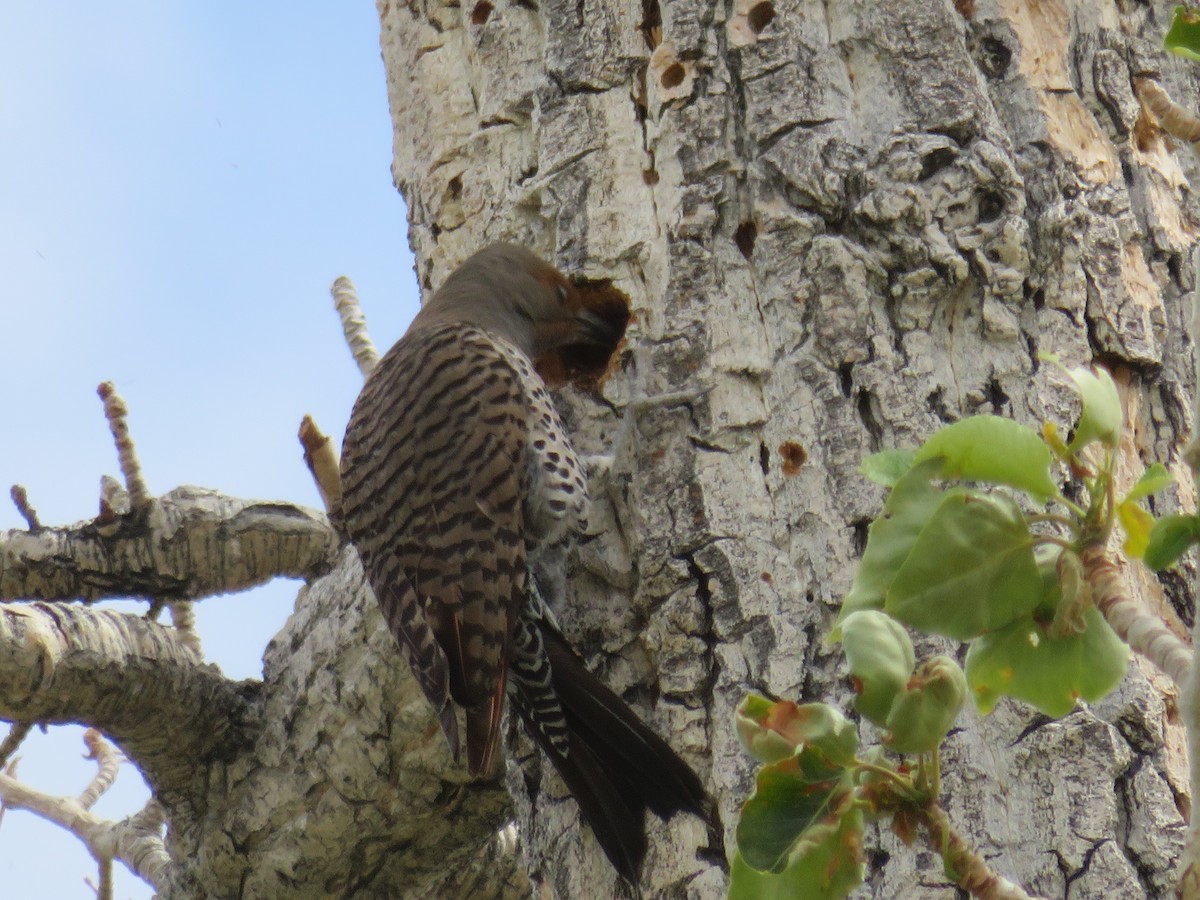 Northern Flicker - ML612192103