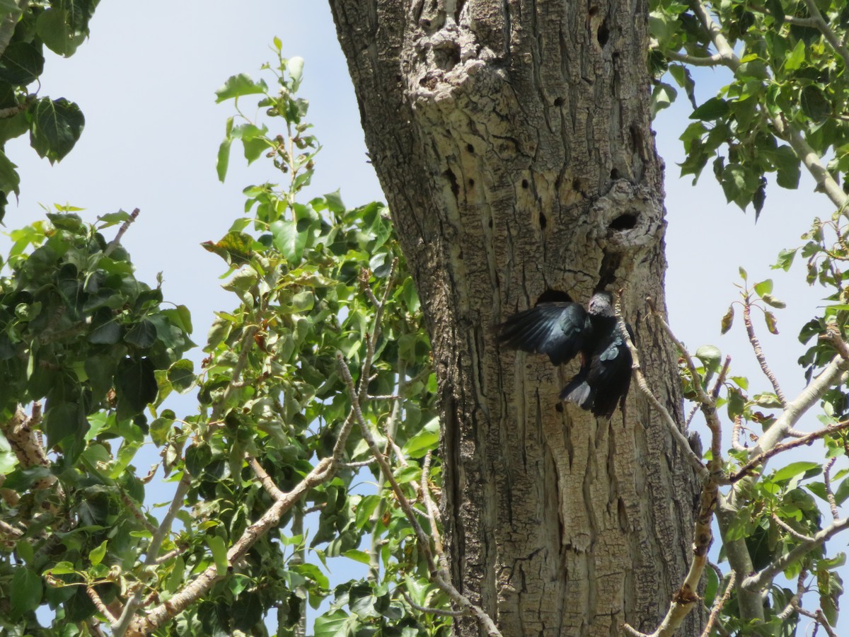 Lewis's Woodpecker - Estelle Ichino