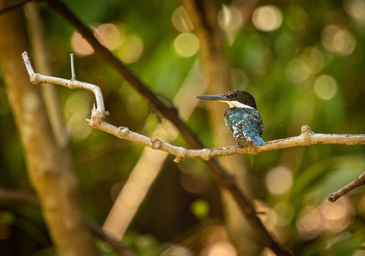 Green Kingfisher - ML612192360