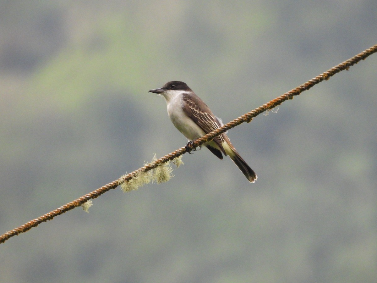 Tirano Guatíbere (grupo caudifasciatus) - ML612192438