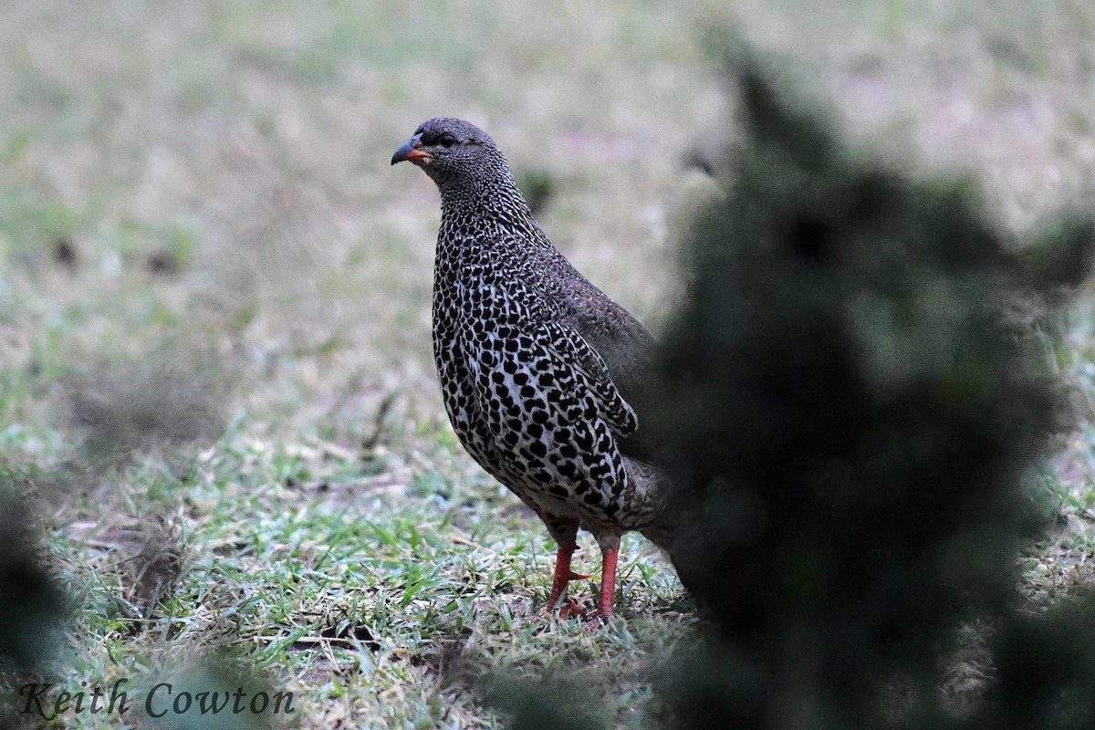 Hildebrandt's Spurfowl - ML612192486