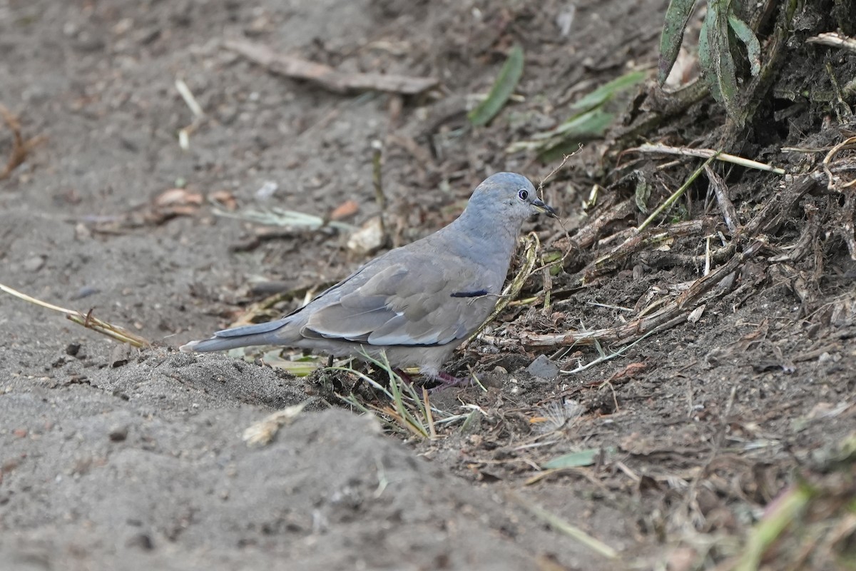 Picui Ground Dove - ML612192558