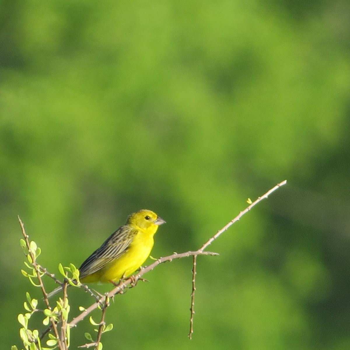 Grassland Yellow-Finch - ML612192612