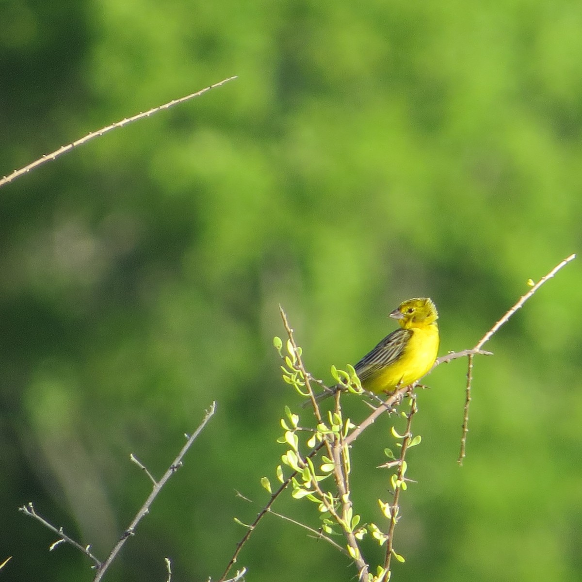 Grassland Yellow-Finch - ML612192613