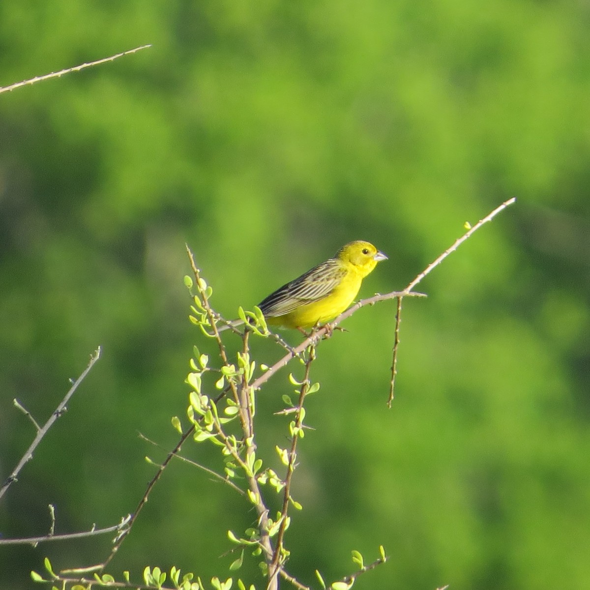 Grassland Yellow-Finch - ML612192614
